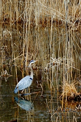 Heron 1